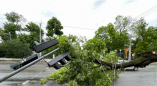 В Одессе рухнувшее дерево повредило светофор