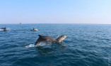 Реабілітаційний центр для дельфінів створять в Одеській області