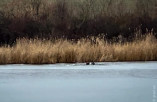 В Подольском районе рыбак провалился под лед