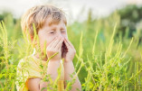Алергія на амброзію: що треба знати