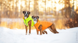О чем нужно помнить зимой владельцам собак