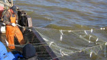 Вылов сельди на Дунае: рыбаки добились своего