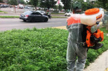В Одессе началась борьба с аллергенным сорняком