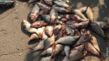 В Килийском районе браконьер лишился улова и «заработал» штраф