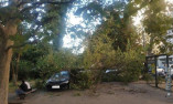 В Аркадии упавшее дерево повредило автомобили