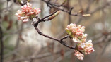 Ранняя весна в Одесском ботаническом саду