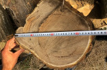 Незаконная порубка деревьев: трем жителям Одесщины сообщили о подозрении
