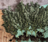 кусты конопли