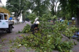 В Одессе дерево рухнуло на пенсионера