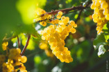 Одеські аграрії планують зібрати добрий урожай винограду