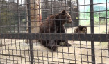 В Одеському зоопарку прокинувся ведмідь