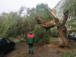 За три дні сильним вітром в Одесі повалено 71 дерево