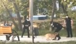 В Одессе пес пострадал от действий своего пьяного хозяина