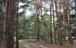 Руководством Одесской области запрещено посещение лесных угодий