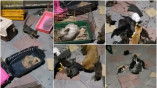 В Одессе расследуют факт жестокого обращения с животными