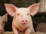 В Одесской области распространяется африканская чума свиней