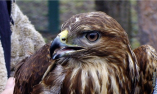 В Одесском зоопарке выхаживают хищную птицу, которую принес одессит