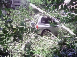 В одесском дворе рухнуло дерево повредив при падении припаркованные автомобили.
