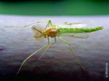 Зеленый комар