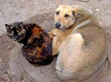 Одессе нужно больше приютов для бездомных животных (видеопрос)