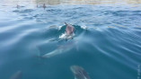 В Черном море гибнут дельфины