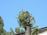 Подрезка деревьев в Одессе: забота или варварство? (видео)