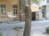 В центре Одессы вновь калечат деревья (фото)