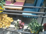 Воруют всё: в Измаиле в кафе похищены вазоны с цветами (фото)