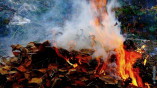 Сжигание опавшей листвы наносит вред человеку и окружающей среде
