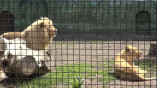 В Одесском зоопарке прошел «Праздник белых львов»
