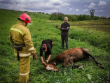 В Одесской области спасли коня, который застрял в болоте