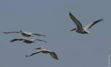 В Одесскую область прилетели редкие кудрявые пеликаны