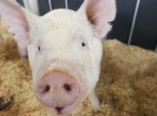 В Саратском районе обнаружена африканская чума свиней