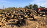 На Одещині підліток разом з товаришами вирубав 12 дерев