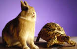 На старте черепаха и заяц: кто будет первым на финише?