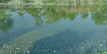 замор рыбы