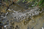 Массовый мор рыбы в Тилигульском лимане
