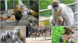Обмен животными между зоопарками – постоянная практика