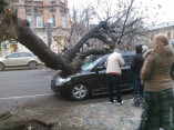 Одесса парализована из-за упавших деревьев