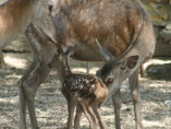 В Одесском зоопарке в семействе Благородных оленей родился малыш