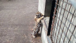 У пары амурских тигров в Одесском зоопарке родился малыш