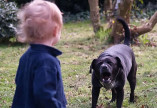 На Одещині двох маленьких дітей покусали собаки