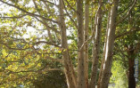 Аварийное дерево угрожает одесситам