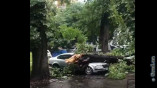 В центре Одессы автомобиль поврежден упавшим деревом