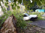 В Одессе упавшее дерево повредило три автомобиля (фото)