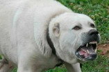 В Одеській області сусідський пес напав на дитину