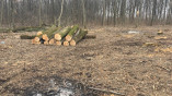 Работники одного из Одесских лесохозяйств присвоили древесину госпредприятия