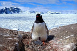 На острові українських полярників вилупилося перше пінгвіненя в цьому сезоні