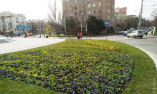200 тысяч штук весенних цветов будут украшать клумбы Одессы