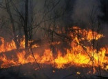 В Одесской области сгорело 7 гектаров леса